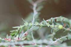 Phyllanthus fraternus